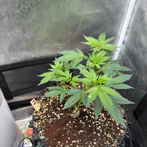 Joey King John  #2 Nono  growlog timeline photo