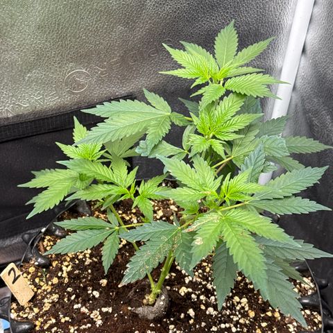 Joey King John  #2 Nono  growlog timeline photo