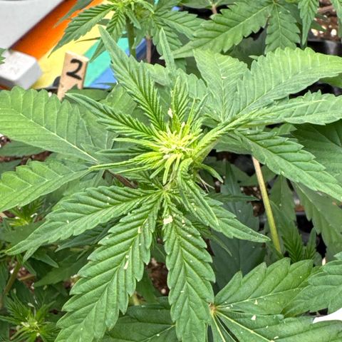 Joey King John  #2 Nono  growlog timeline photo