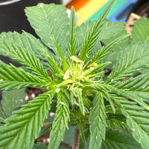 Joey King John  #2 Nono  growlog timeline photo