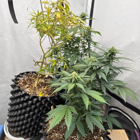 Joey King John  #2 Nono  growlog timeline photo