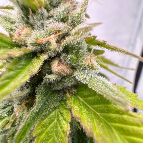 Joey King John  #2 Nono  growlog timeline photo
