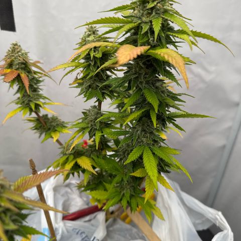 Joey King John  #2 Nono  growlog timeline photo