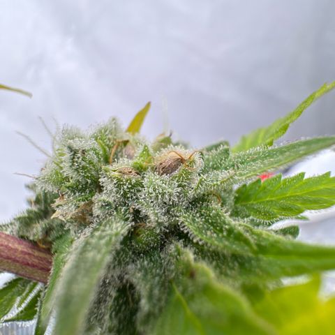 Joey King John  #2 Nono  growlog timeline photo