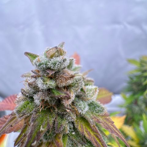 Joey King John  #2 Nono  growlog timeline photo