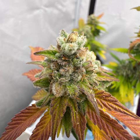 Joey King John  #2 Nono  growlog timeline photo