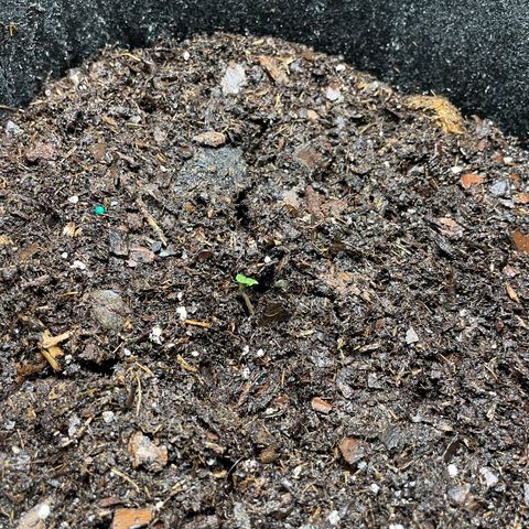 Auto Granddaddy Purp  growlog photo: Plant 1 has popped from soil this morning. 