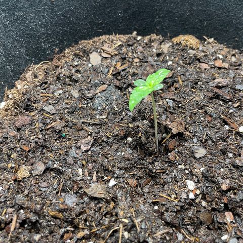 Auto Granddaddy Purp  growlog photo: Plant 1