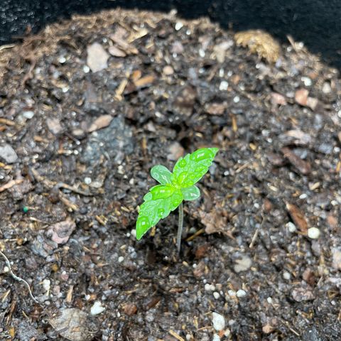 Auto Granddaddy Purp  growlog photo: Plant 1