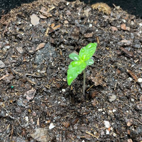Auto Granddaddy Purp  growlog photo: Plant 1