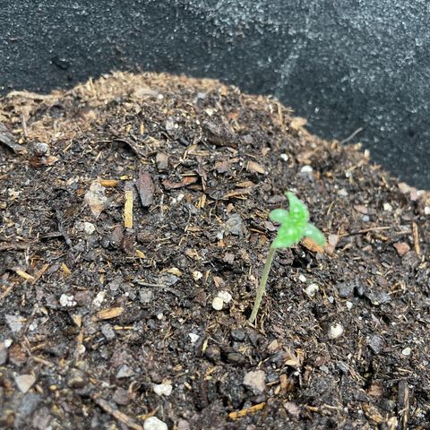 Auto Granddaddy Purp  growlog photo: Plant 2