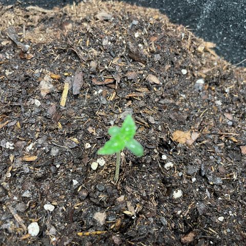 Auto Granddaddy Purp  growlog photo: Plant 2