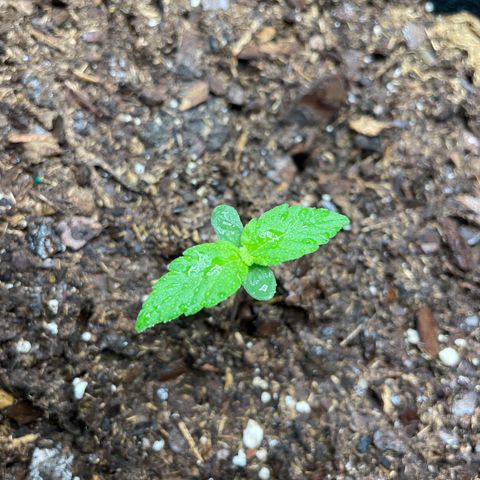Auto Granddaddy Purp  growlog timeline photo
