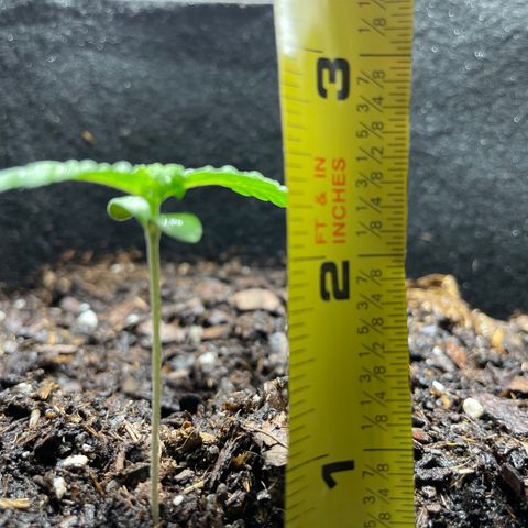 Auto Granddaddy Purp  growlog timeline photo