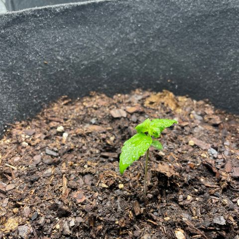 Auto Granddaddy Purp  growlog timeline photo