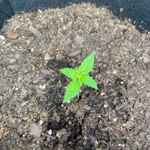 Auto Granddaddy Purp  growlog timeline photo