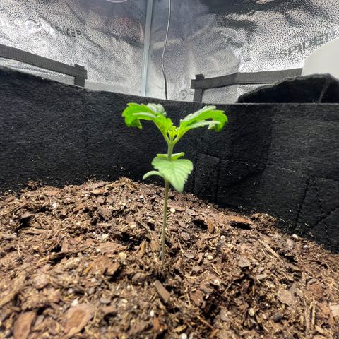 Auto Granddaddy Purp  growlog timeline photo