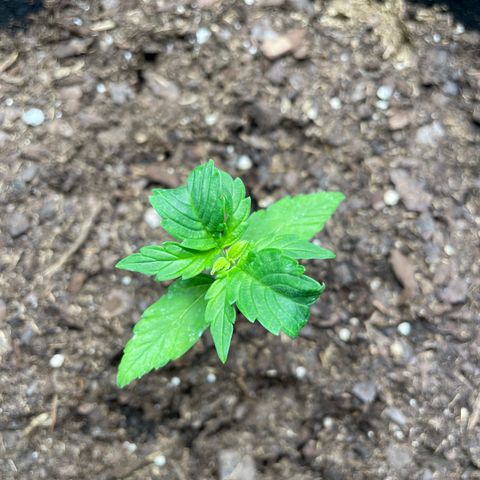 Auto Granddaddy Purp  growlog timeline photo