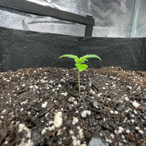 Auto Granddaddy Purp  growlog timeline photo