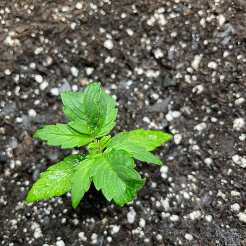 Auto Granddaddy Purp  growlog timeline photo