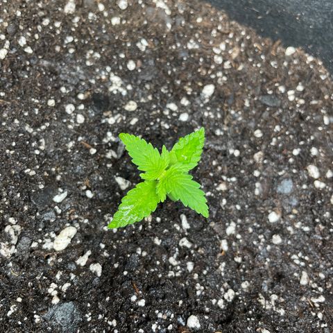 Auto Granddaddy Purp  growlog timeline photo