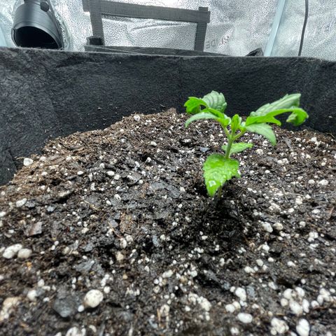 Auto Granddaddy Purp  growlog timeline photo