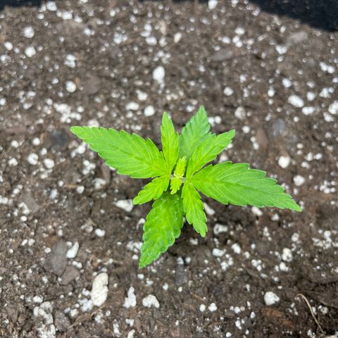 Auto Granddaddy Purp  growlog timeline photo