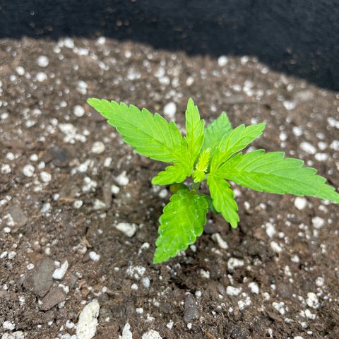 Auto Granddaddy Purp  growlog timeline photo