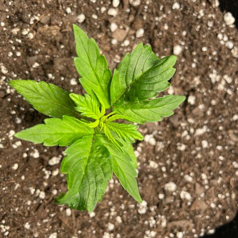 Auto Granddaddy Purp  growlog timeline photo