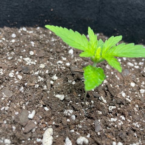 Auto Granddaddy Purp  growlog timeline photo