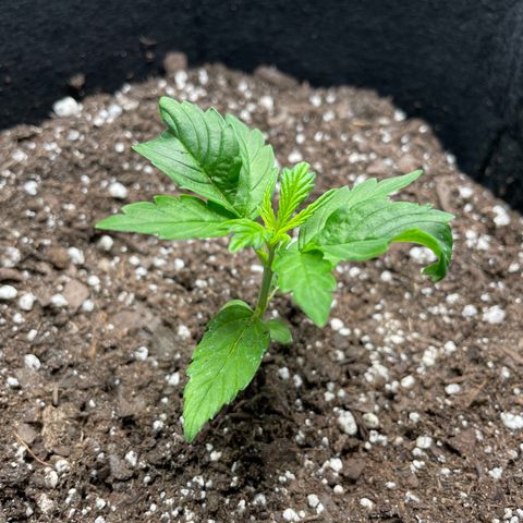 Auto Granddaddy Purp  growlog timeline photo