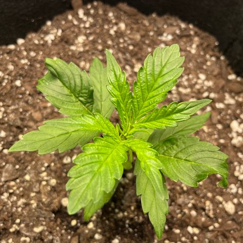 Auto Granddaddy Purp  growlog timeline photo