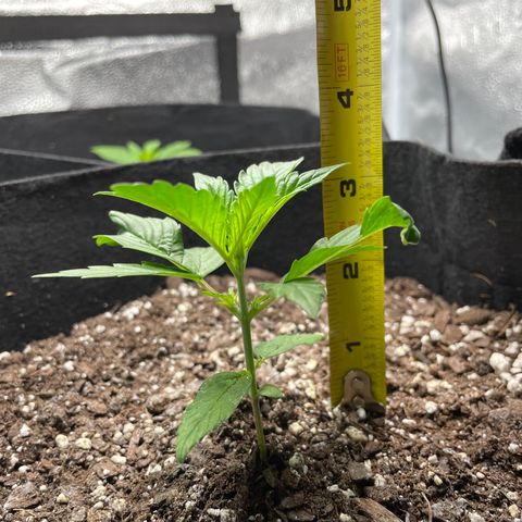 Auto Granddaddy Purp  growlog timeline photo