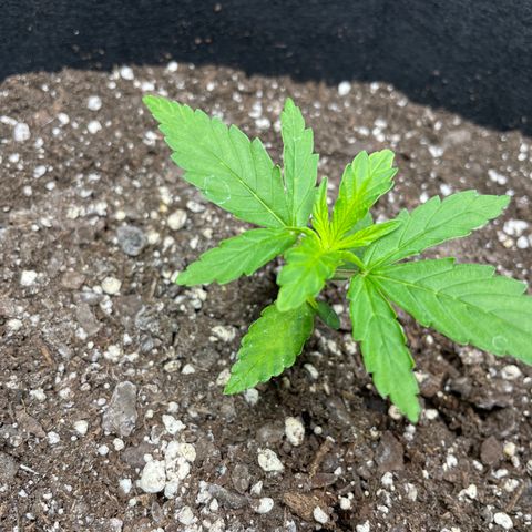 Auto Granddaddy Purp  growlog timeline photo