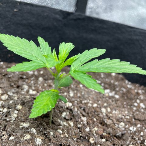 Auto Granddaddy Purp  growlog timeline photo