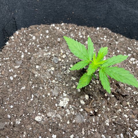 Auto Granddaddy Purp  growlog timeline photo