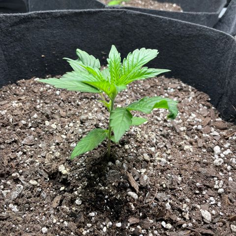 Auto Granddaddy Purp  growlog timeline photo