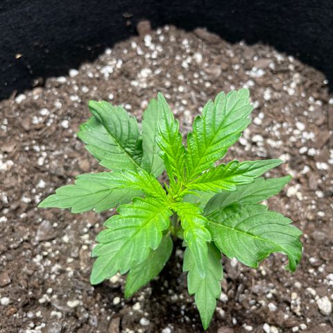 Auto Granddaddy Purp  growlog timeline photo