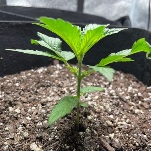 Auto Granddaddy Purp  growlog timeline photo