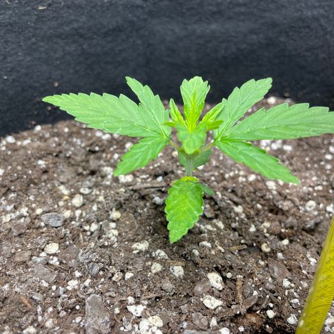 Auto Granddaddy Purp  growlog timeline photo
