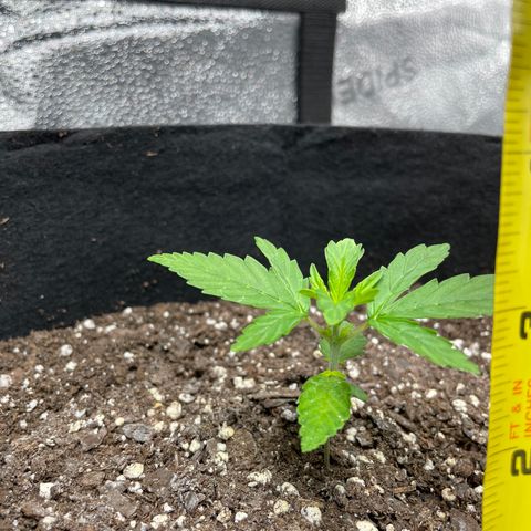 Auto Granddaddy Purp  growlog timeline photo