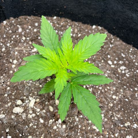 Auto Granddaddy Purp  growlog timeline photo