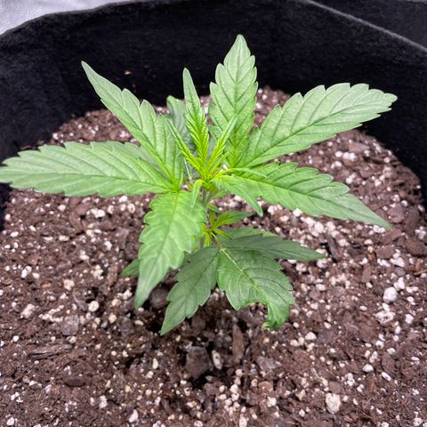 Auto Granddaddy Purp  growlog timeline photo