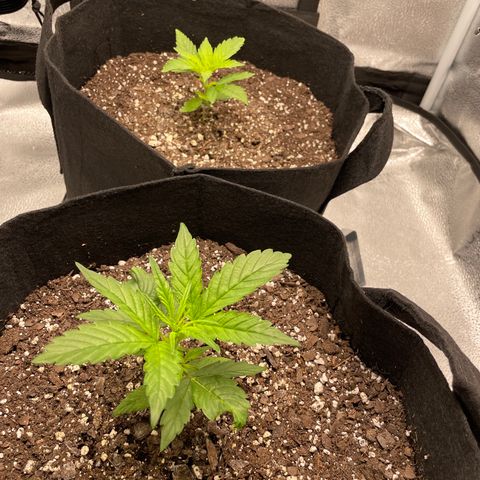 Auto Granddaddy Purp  growlog timeline photo