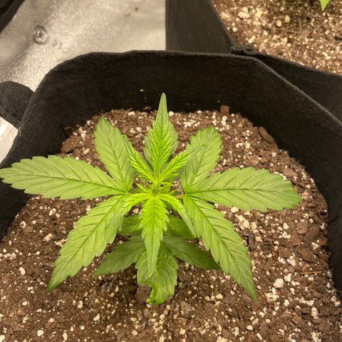 Auto Granddaddy Purp  growlog photo: Alpha 