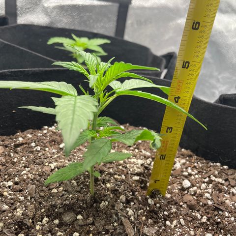 Auto Granddaddy Purp  growlog photo: Alpha 
