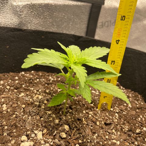 Auto Granddaddy Purp  growlog photo: Beta