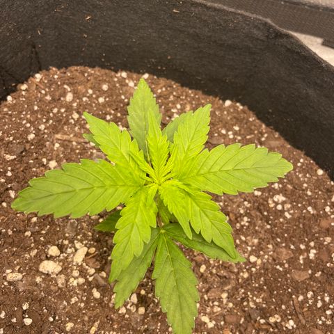 Auto Granddaddy Purp  growlog photo: Beta