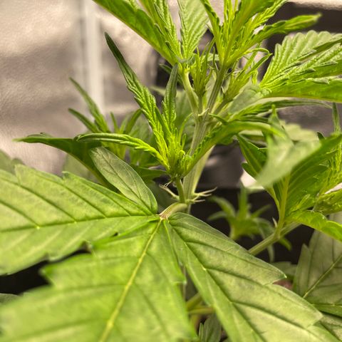 Auto Granddaddy Purp  growlog timeline photo