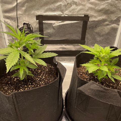 Auto Granddaddy Purp  growlog timeline photo